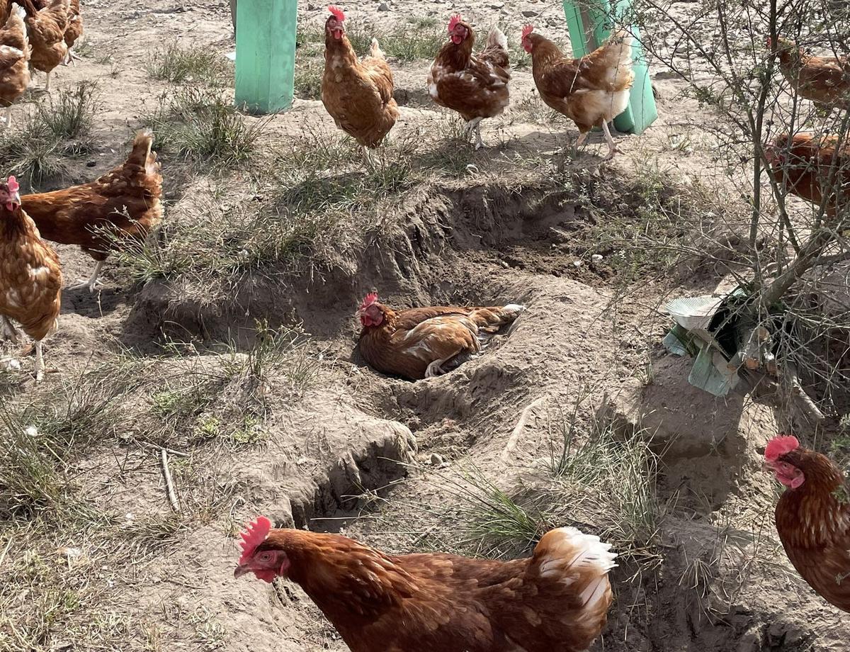 Chickens making their own dust bath areas in dry soil.