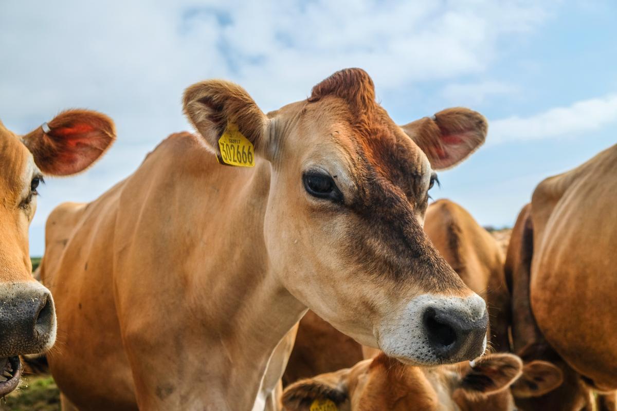 A group of Jersey cows posing for the camera.
